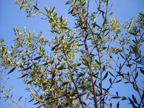 Alecrim do Campo/ Wild Rosmary